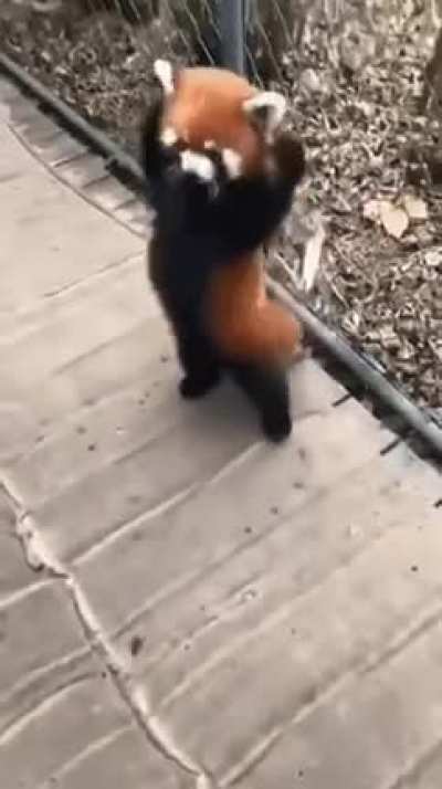 Red panda