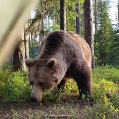 Being woken up to a bear searching for food near your tent