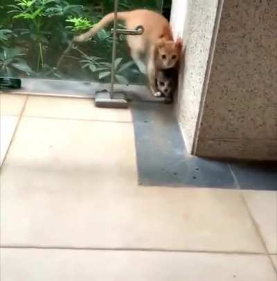 iNtErDiMeNsIoNaL cAt FuCkInG cLoNeS iTsElF