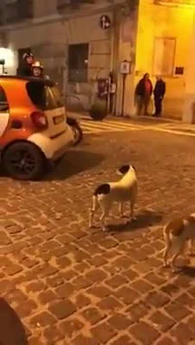 S&oacute; na espreita🐕🐕😂😂