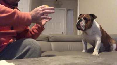 My dog does not like &ldquo;magic&rdquo;