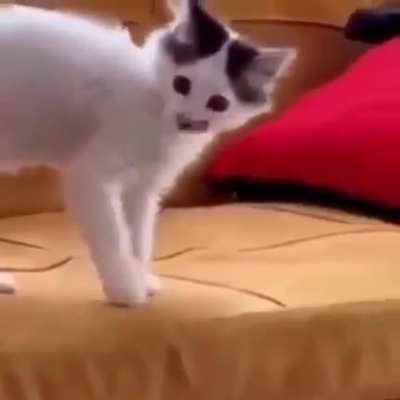Que?