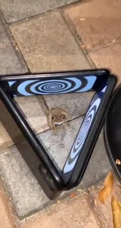 Let&rsquo;s confuse a frog