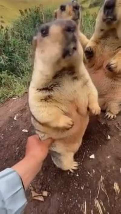 Thicc