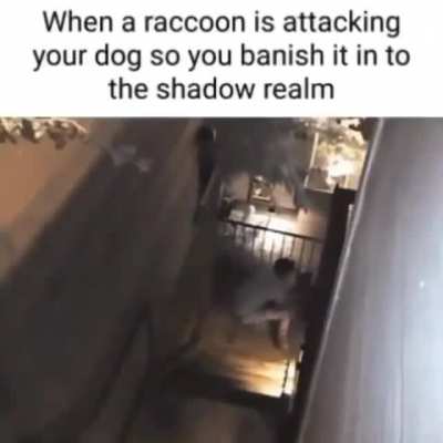 poor raccoon