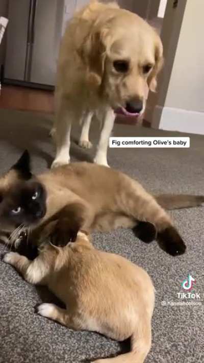 Cat Becomes Puppy&rsquo;s Nanny