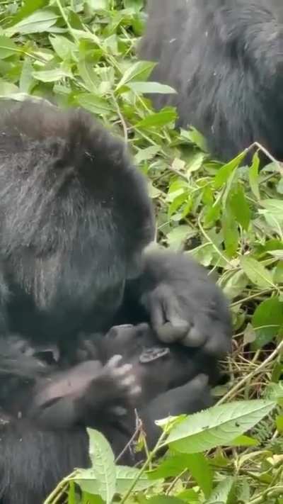 Enormously powerful beasts, yet so Gentle