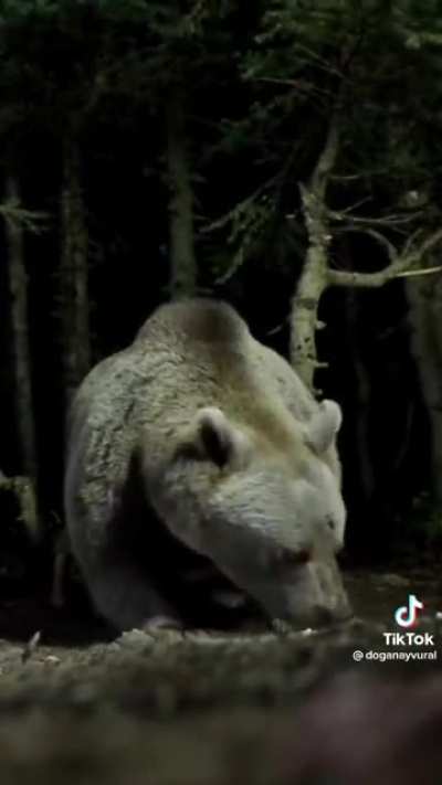 This absolute unit of a bear