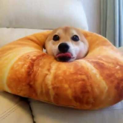 Is that dog blessed or what?