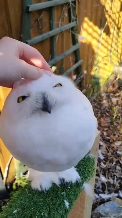 AWWW