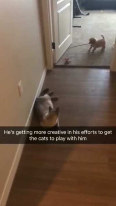 This good boy trying to make a new friend