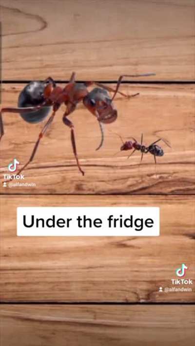 What Really Happens After You Kick Ice Under the Fridge