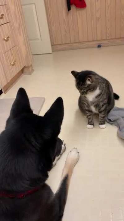 Dog doesn&rsquo;t like paws touched, Cat knows it