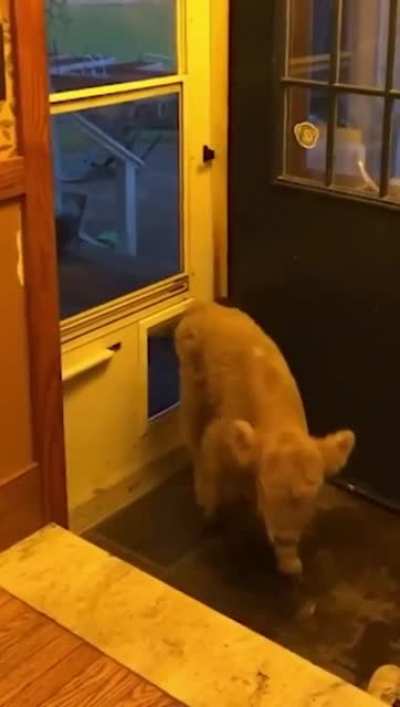 Not just for dogs anymore