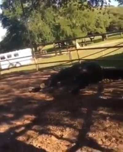 He got KTFO