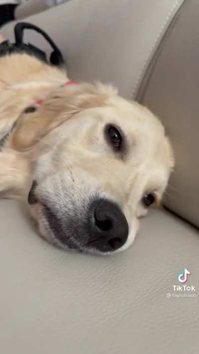Pranking your dog
