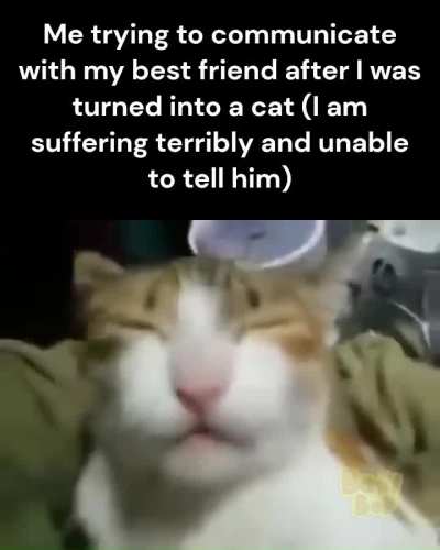 copycat