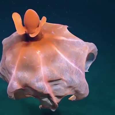 Incredible octopus stretching its tentacles to form a huge balloon as it's defense mechanism.