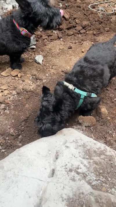 WhatsWrongWithYourDog