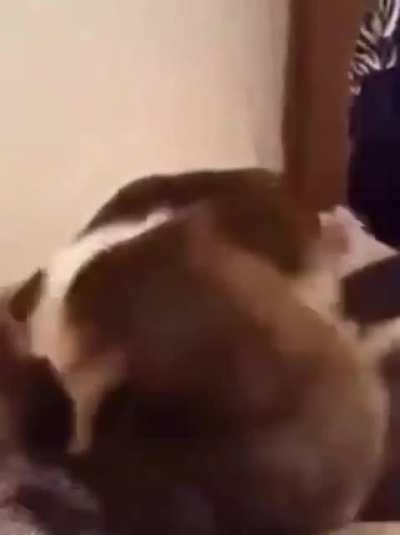No animals was harmed in the making of this motion picture.