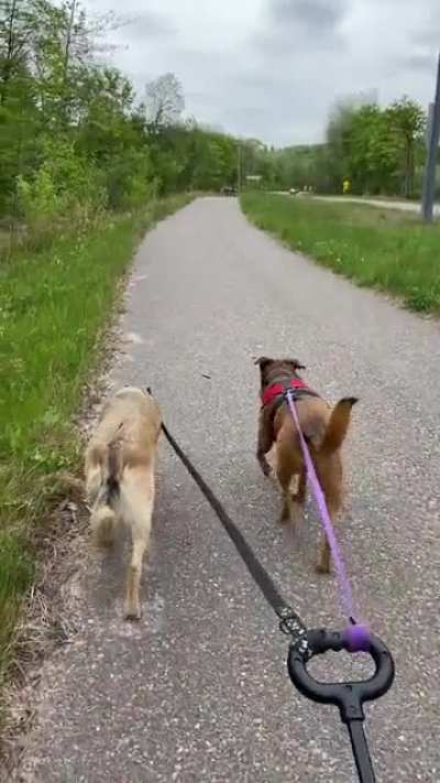 Dogs Walking Dogs. Don&rsquo;t worry, it&rsquo;s ok to be mind blown.