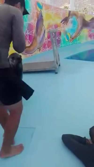 Foca
