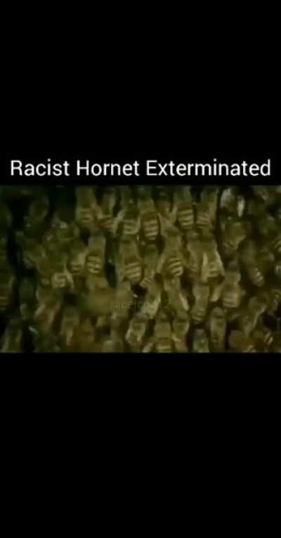 Hornet