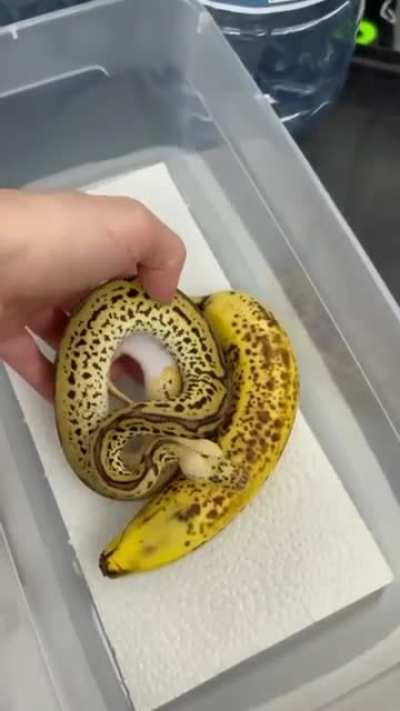 Forbidden banana