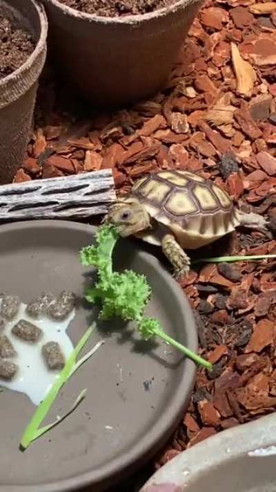 My sulcata hatchling has discovered NOMS 😋 (no it&rsquo;s not milk, it&rsquo;s wet calcium powder from the pellets)
