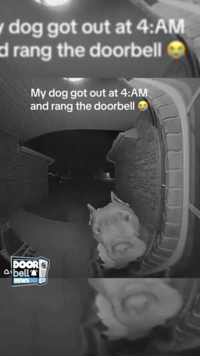 "Who's at the door?! ...oh wait...that's me"