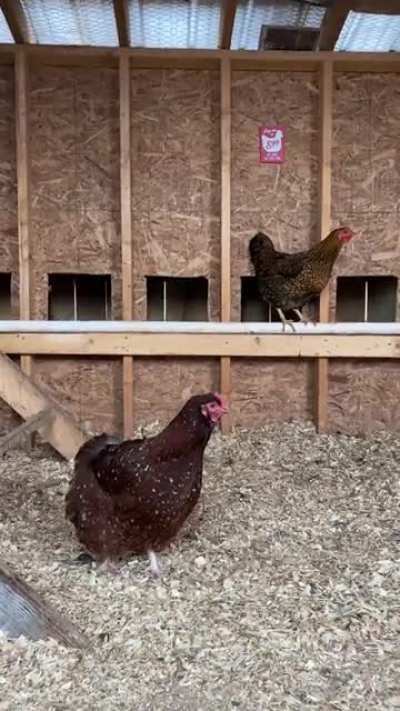 chicken.exe is loading&hellip;..ERROR