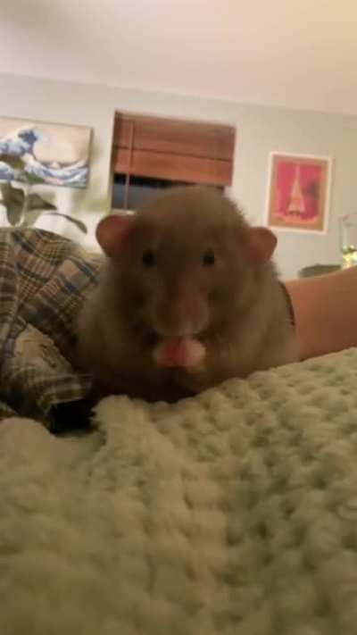 The sweetest little potato! I like to imagine he&rsquo;s singing a little song to himself as he cleans his face.