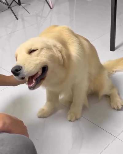 Cute doggo