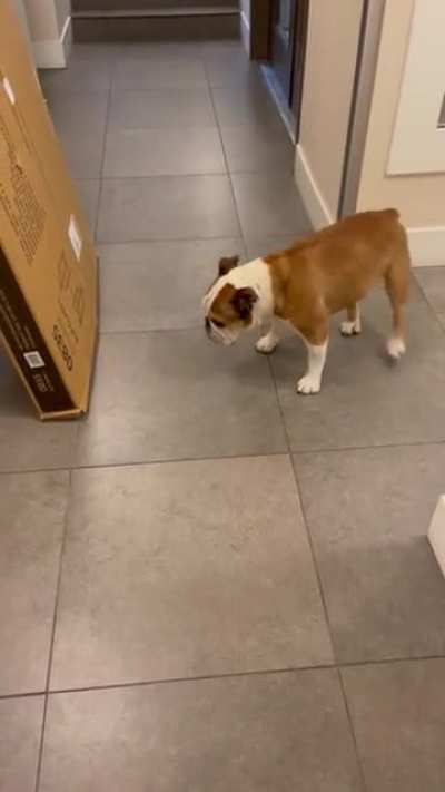 Never trust suspicious packages. My dog makes sure they will never attack him from behind...