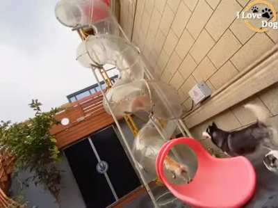 Playland Slide for Pups