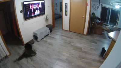 Thunder cat
