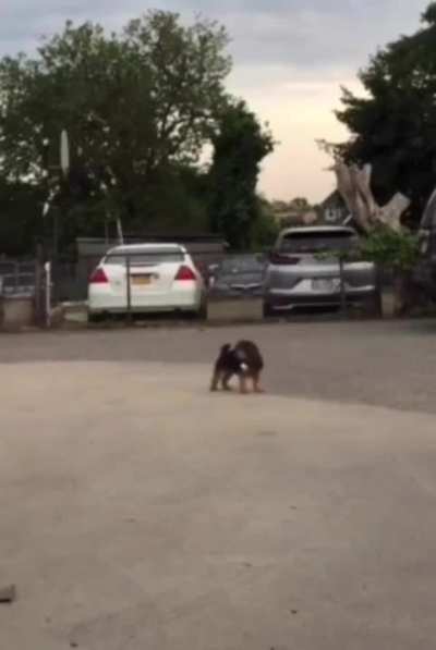 Cachorro bugo