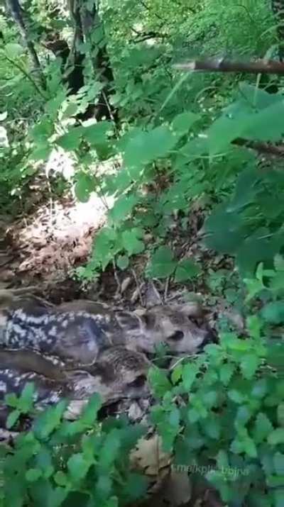 Ukrainian fighters on the frontline saw these fawns. They&rsquo;re so scared of explosions that they do not even try to run away at the sight of a person.