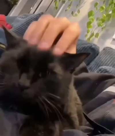 rule 🐈&zwj;⬛