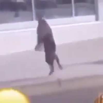 stupid cat fuing dancing fuc k you dunbass cat