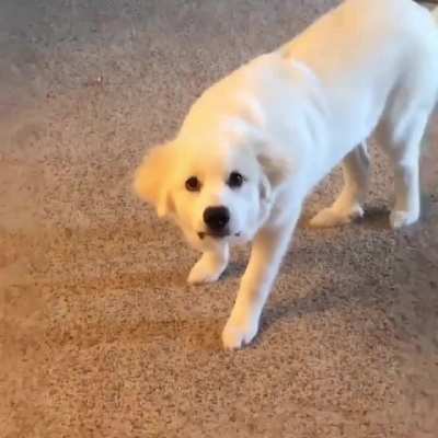 Coconut, STOP