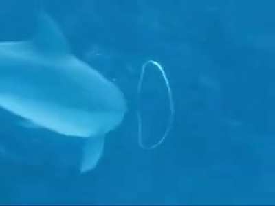 Dolphin makes a bubble air ring