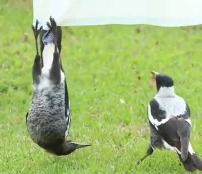 Hangingbirb