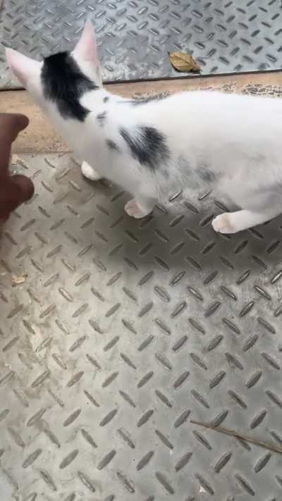 StartledCats