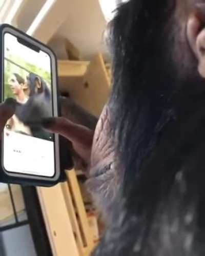 Ape using a smartphone.