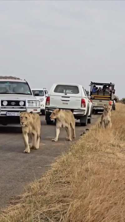 Tourist in South Africa bumps into a lion with their vehicle during a &ldquo;lion jam&rdquo;