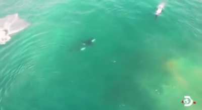 Two Orca whales killed 17 sharks in 24 hours in their deadliest hunt yet in Cape Town waters. They teared out the sharks' livers &amp;amp; leaving the other organs. Rare moment captured by the team at Marine Dynamics Conservation Trust South Africa tracking t