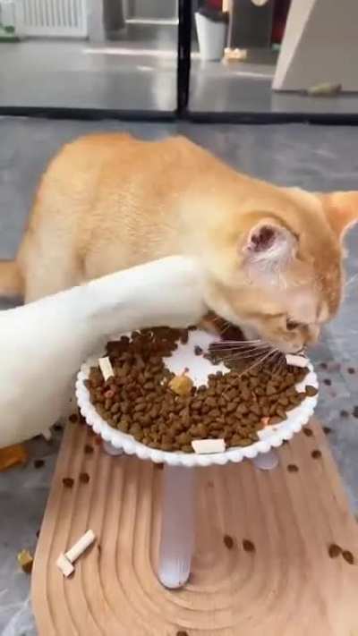 I am speed