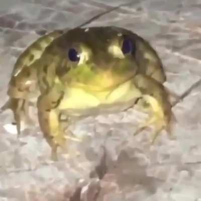 Frog