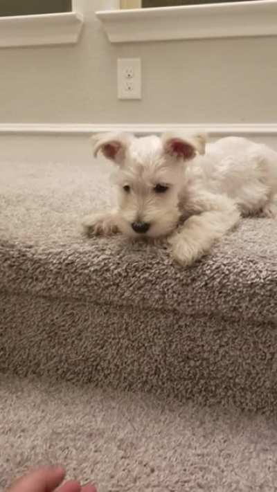 Puppy learning stairs... wait... no, no, NO!